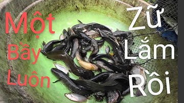 Trúng lớn bầy cá lóc, cá trê vàng.