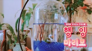 [효효]행운을 주는 애완식물 마리모! 어항만들기 / まりも