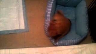 Two month old puppy humping his bed