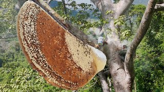 Primitive technology, Honey hunters harvest wild honey on tall tree