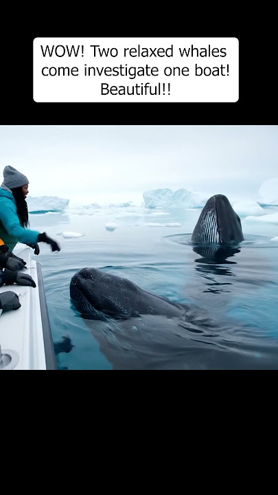 WOW!! Whale and his buddy come to say hi!! #nature #naturelovers #naturephotography