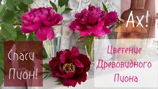 Спаси пион! Пионы в саду! Распустилось 20 цветов древовидного пиона! Что цветёт. Прогулка по саду!