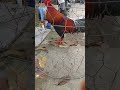 Nhá C NÃ Ch Cambodia Tigatuyen Mientay Gachoivietnam Framing Shorts Viral Hieubentre Pets Nhá C NÃ Ch Cambodia Tigatuyen Mientay Gachoivietnam Framing Shorts Viral Hieubentre Pets