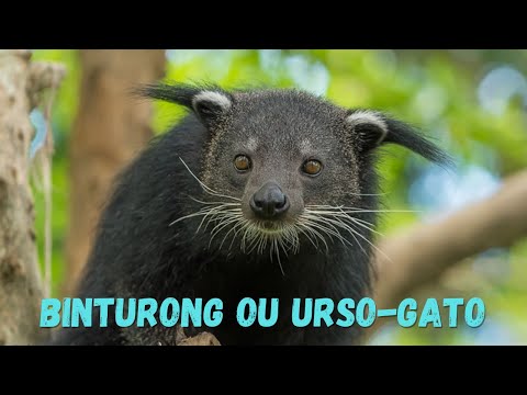 Vídeo: Quais animais vivem em árvores?