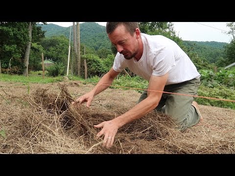 cover-your-garden-with-hay-and-this-will-happen