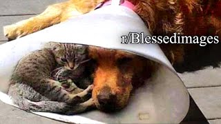 r/Blessedimages | 🐱❤️🐶