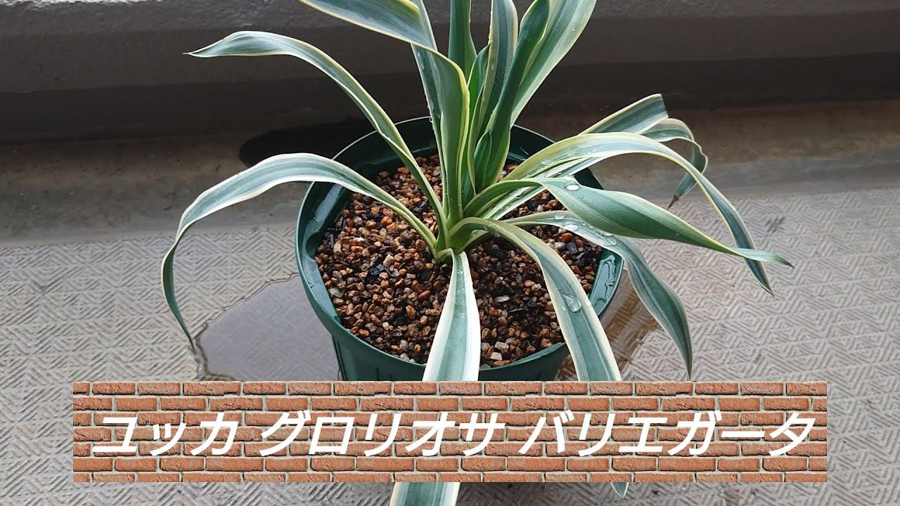 ユッカ グロリオサ バリエガータ 大きい鉢に植え替えしました Youtube