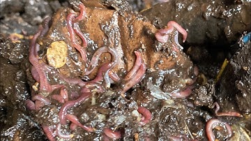 Composting with Craig Ep 203: Garbage Can Worm Check In