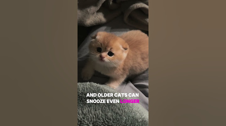 🛌Is Your Cat Sleeping Too Much Here’s What to Know