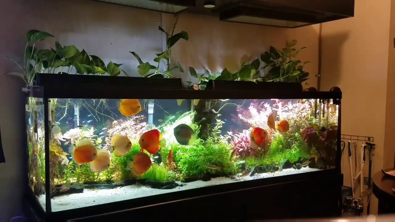 Un plantado con peces discos ..pura naturaleza.. - YouTube