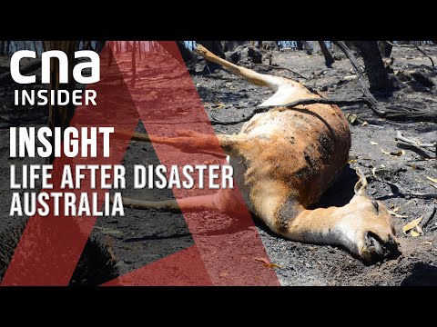 Video: Ustaly požáry v Austrálii?
