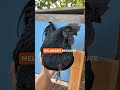 One of the rarest and darkest chicken breeds in the world #ayamcemani  #farmfacts  #agrilife