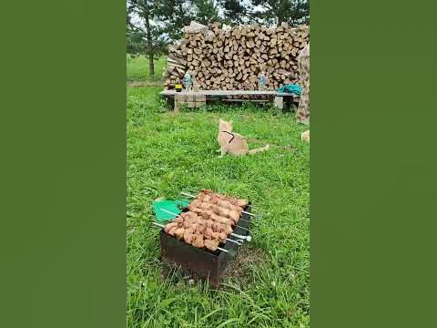Кот на шашлыках - YouTube