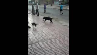 Lkalb Nabah Mai3Ade. .