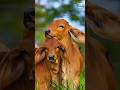 Bezubaan Par Atyachar 😢 | Insaniyat Kahan Kho Gayi? | Heart Touching Shayari #shorts #ytshorts
