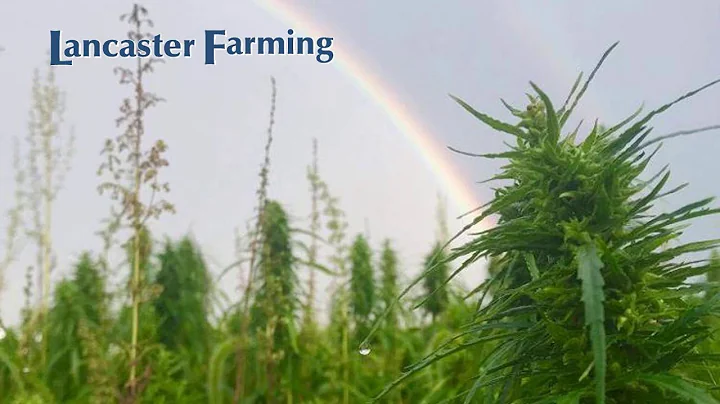 Jen Hobbs Writes the Book on American Hemp