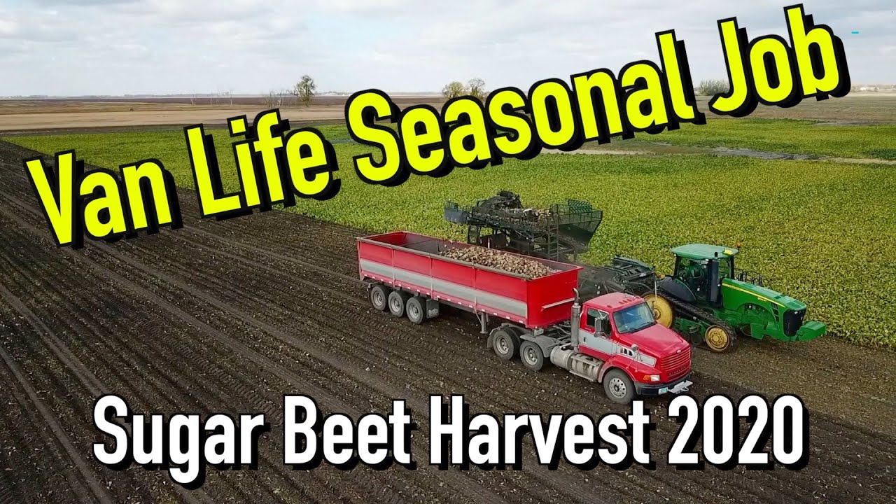 Van Life Seasonal Job - Sugar Beet Harvest 2020 - YouTube