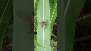 MOSCA GRANDE DE LA SELVA - AMAZONÍA.