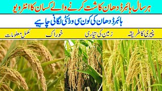 hybrid rice farming in Pakistan | Which hybrid rice varieties will perform best in Pakistan in 2024?