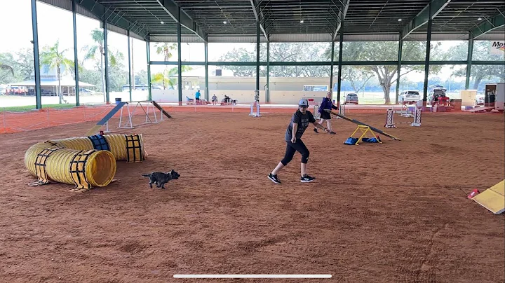 11/13/2022 AKC Agility: Novice Standard