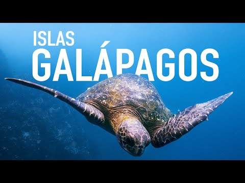 Video: Una Guía De Viaje Completa A Las Islas Galápagos