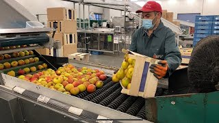 A gyümölcstermelőkben egyre nő a bizonytalanság a megállapodás nélüli brexit miatt