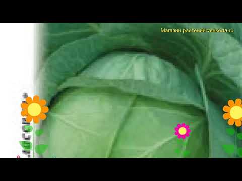Видео: Уход за датской кочанной капустой – Посадка семян датской кочанной капусты