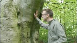 The Beech Tree