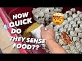 How Fast do Roaches Detect Food ???