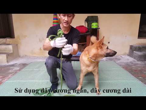 Video: Cách Dạy Chó Săn đồ Chơi Bằng Dây Xích