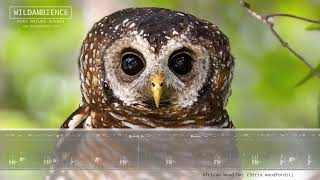 African Wood Owl Call - The sounds of an African Wood Owl calling at night