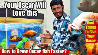 How to Grow Oscar Fish Faster, Best Food to Grow Oscar Fish?