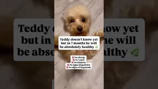Dogs. Kittens. Pet longevity. Longevity for dogs. Biohacking pets. Holistic pet coach dog health