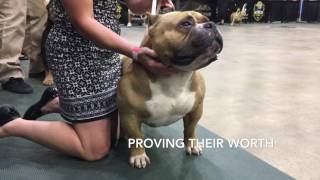 ABKC WORLD CUP 2016 Exclusive footage of American Bully MR BEAN
