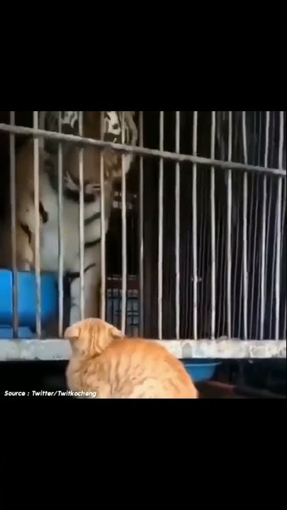 Oyen vs Harimau || Story WA Kucing Oyen bar bar 2021