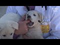 Puppies Find A Dog Who Looks Like Their Dead Mom, Asking Her To Be Their Mom | Kritter Klub