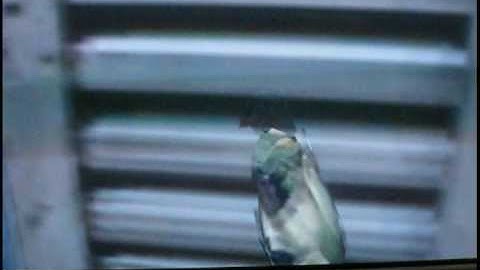 Prototype Glitch and Bugs