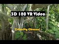 180 VR - Tree House - 4K _ Florida Botanical Gardens, Travel, Storytelling