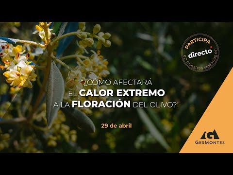 Video: Control del olivo espinoso: datos sobre Elaeagnus pungens en el paisaje