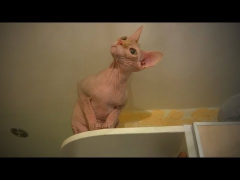 funny-hairless-cats-😹-funny-sphinx-cats-fails-(part2)-[epic-life]