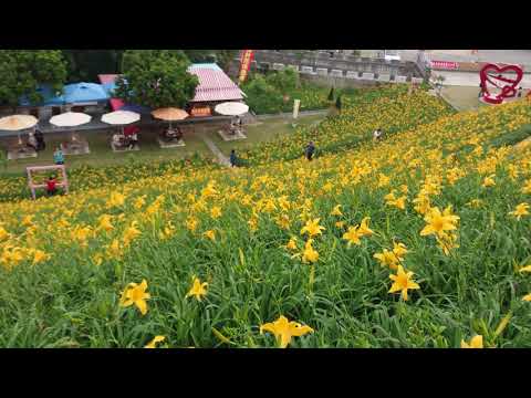 彰化花壇鄉虎山巖台東7號平地金針花海4k影片1 Youtube 彰化花壇鄉虎山巖台東7號平地金針花海4k影片1 Youtube