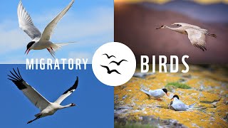 Migratory birds in Canada