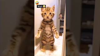 Cat dance #pragatinagar #viral #dance #cat #ytshorts