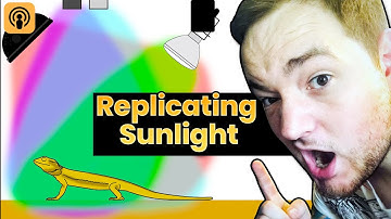 How to Set Up Bearded Dragon Lights the Best Way Possible | Thomas Griffiths #21