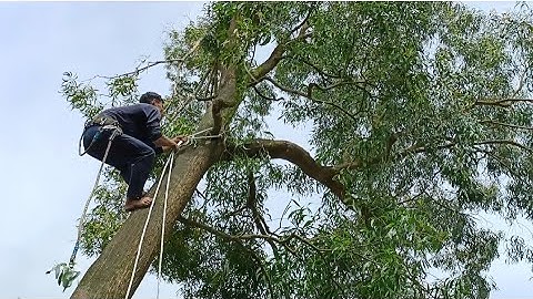 Cưa cây tràm bông vàng to , Bằng Máy cưa KATSU 5900. Cưa cây kỹ thuật cao
