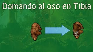 Domando al Oso con un Pequeño Fail | Tibia