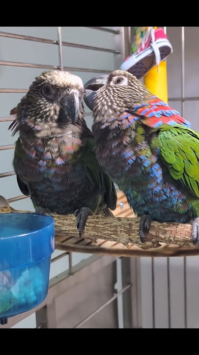 Morning preen for Xena & Phanny Hawk-headed parrots (red-fan parrots) #parrot #birds #pets