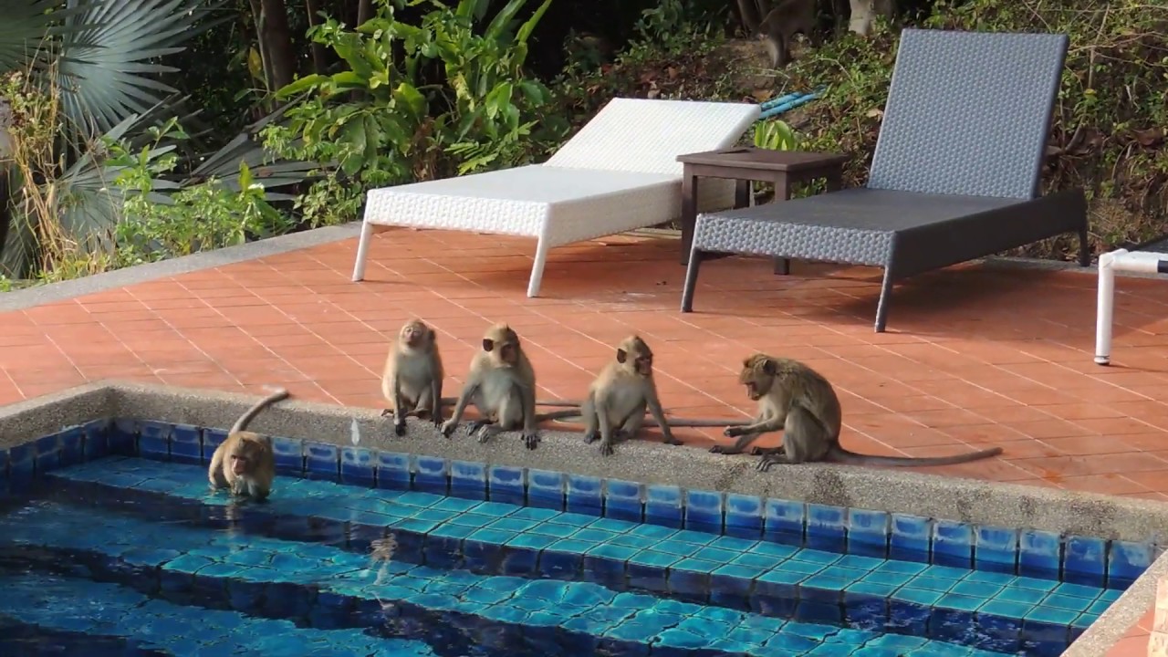 Koh Chang Cliff Beach Resort_Обезьяны купаются в бассейне