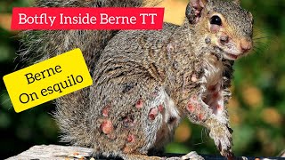 Removal Botfly Inside Berne on esquilo