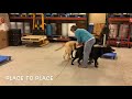 Dog Training Pennsylvania, Basic Lesson #2 - Dog Training Pennsylvania, Basic Lesson #2 -